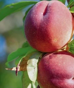 Roots Plants Red Haven Peach Tree