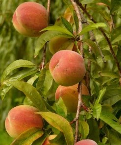 Roots Plants Peregrine Peach Tree Fruits