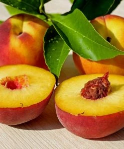 Roots Plants Peregrine Peach Tree Fruits