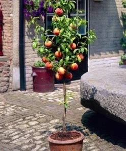 Roots Plants Avalon Pride Peach Tree