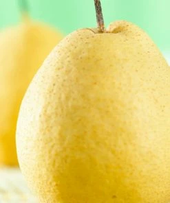 Roots Plants Fruits Kumoi' Asian Pear Tree | Nashi Pear 8 Roots Plants Fruits Kumoi' Asian Pear Tree | Nashi Pear