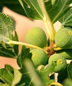 Roots Plants Rouge De Bordeaux Fig Tree Fruits 6 Roots Plants Rouge De Bordeaux Fig Tree Fruits