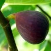Roots Plants Osborne's Prolific Fig Tree Fruits