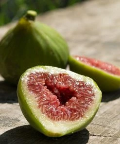 Roots Plants Dalmatie Fig Tree