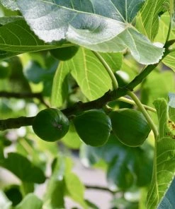 Roots Plants Dalmatie Fig Tree