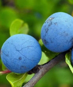 Roots Plants Fruits Farleigh Damson Tree