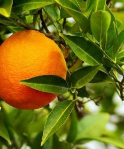 Roots Plants 90cm Seville Orange Tree 'Bigaradier' | Grafted Mini-Stem