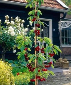 Roots Plants Fruits Cross-pollinating Cherry Collection | Kordia, Merchant & Regina
