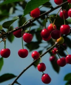 Roots Plants Morello Cherry Tree