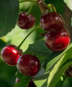 Roots Plants Lapins 'Cherokee' Cherry Tree Fruits