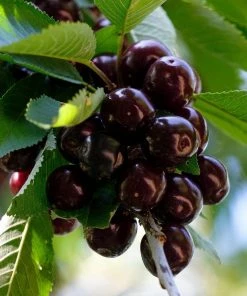 Roots Plants Fruits Cross-pollinating Cherry Collection | Kordia, Merchant & Regina
