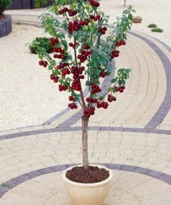 Roots Plants Fruits Hartland Patio Cherry Tree