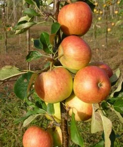 Roots Plants 'Endless Apples' Collection | Scrumptious, Braeburn Hillwell, James Grieve & Red Windsor Fruits 11 Roots Plants 'Endless Apples' Collection | Scrumptious, Braeburn Hillwell, James Grieve & Red Windsor Fruits