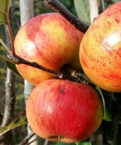 Roots Plants Fruits Sunset Apple Tree 8 Roots Plants Fruits Sunset Apple Tree