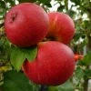 Roots Plants Scrumptious Apple Tree Fruits 2 Roots Plants Scrumptious Apple Tree Fruits