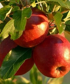 Roots Plants 'Endless Apples' Collection | Scrumptious, Braeburn Hillwell, James Grieve & Red Windsor Fruits 12 Roots Plants 'Endless Apples' Collection | Scrumptious, Braeburn Hillwell, James Grieve & Red Windsor Fruits