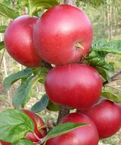 Roots Plants Red Devil Apple Tree Fruits