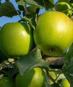 Roots Plants Granny Smith Apple Tree Fruits