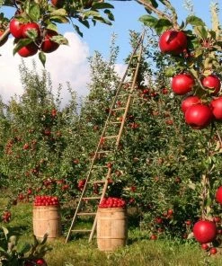 Roots Plants Fiesta Apple Tree