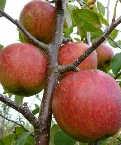 Roots Plants Fruits Falstaff Apple Tree