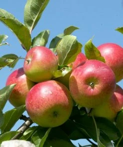 Roots Plants Fruits Cross-pollinating Apple Collection | Bramley, Gala & Discovery