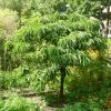 Roots Plants Trees & Shrubs Sweet Chestnut Tree | 3L Pot 1 Roots Plants Trees & Shrubs Sweet Chestnut Tree | 3L Pot