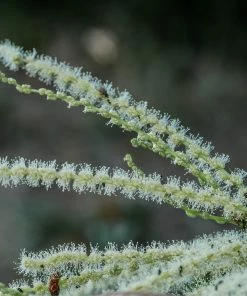 Roots Plants Trees & Shrubs Sweet Chestnut Tree | 3L Pot 15 Roots Plants Trees & Shrubs Sweet Chestnut Tree | 3L Pot