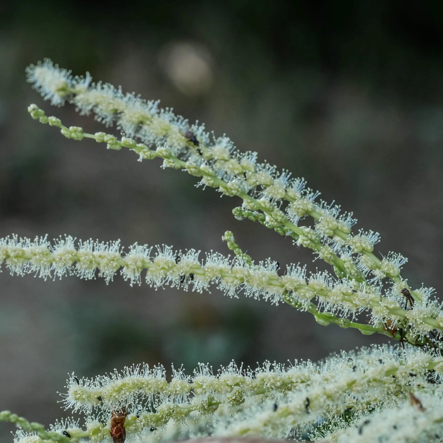 Roots Plants Trees & Shrubs Sweet Chestnut Tree | 3L Pot 9 Roots Plants Trees & Shrubs Sweet Chestnut Tree | 3L Pot