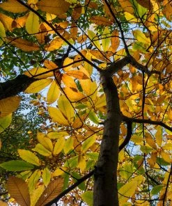 Roots Plants Trees & Shrubs Sweet Chestnut Tree | 3L Pot 14 Roots Plants Trees & Shrubs Sweet Chestnut Tree | 3L Pot