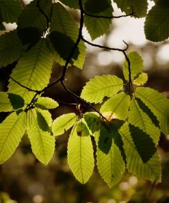 Roots Plants Trees & Shrubs Sweet Chestnut Tree | 3L Pot 13 Roots Plants Trees & Shrubs Sweet Chestnut Tree | 3L Pot