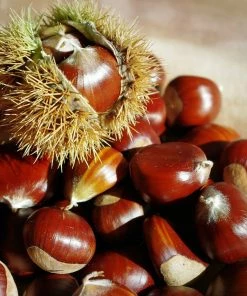 Roots Plants Trees & Shrubs Sweet Chestnut Tree | 3L Pot 12 Roots Plants Trees & Shrubs Sweet Chestnut Tree | 3L Pot