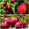 Roots Plants Mini Orchard Collection | Apple, Cherry & Plum Fruits 2 Roots Plants Mini Orchard Collection | Apple, Cherry & Plum Fruits