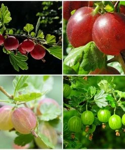 Roots Plants Complete Gooseberry Collection | Red, White & Green
