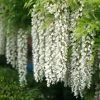 Roots Plants White Japanese Wisteria | Wisteria Floribunda 'Alba' | On A 90cm Cane In A 3L Pot 1 Roots Plants White Japanese Wisteria | Wisteria Floribunda 'Alba' | On A 90cm Cane In A 3L Pot