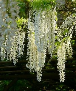 Roots Plants White Japanese Wisteria | Wisteria Floribunda 'Alba' | On A 90cm Cane In A 3L Pot