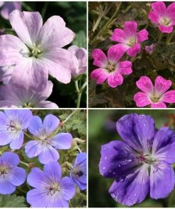 Roots Plants Geraniums & Pelargoniums Hardy Geranium Collection | 3 X 1L Pots