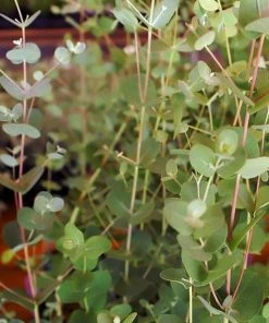 Roots Plants Trees & Shrubs Gunnii Eucalyptus Tree 7 Roots Plants Trees & Shrubs Gunnii Eucalyptus Tree