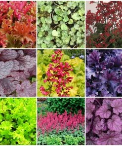 Roots Plants Heuchera Collection Perennials