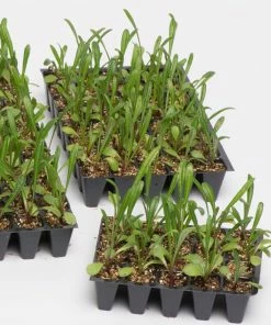 Roots Plants 40 Mixed Petunia 'Frenzy' Plug Plants 9 Roots Plants 40 Mixed Petunia 'Frenzy' Plug Plants