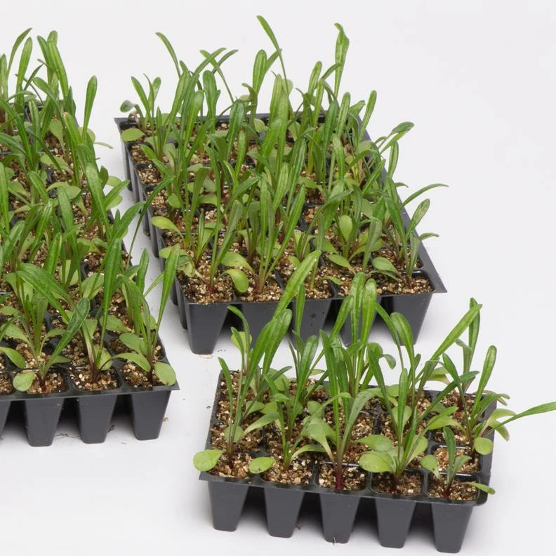 Roots Plants 40 Mixed Petunia 'Frenzy' Plug Plants 6 Roots Plants 40 Mixed Petunia 'Frenzy' Plug Plants