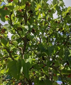 Roots Plants Repsime Mulberry Tree 10 Roots Plants Repsime Mulberry Tree