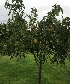 Roots Plants Conference Pear Tree