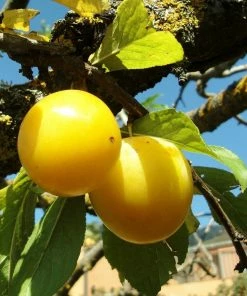 Roots Plants Imperial Gage' Plum Tree Fruits