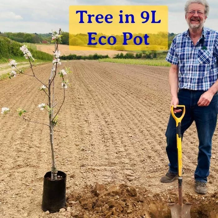 Roots Plants Fruits Kumoi' Asian Pear Tree | Nashi Pear 6 Roots Plants Fruits Kumoi' Asian Pear Tree | Nashi Pear