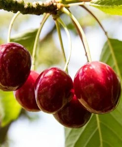 Roots Plants Fruits Karina' Cherry Tree