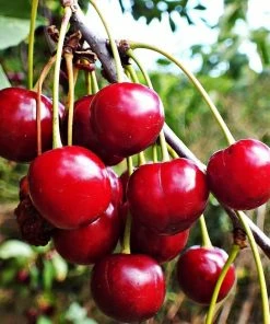 Roots Plants Fruits Karina' Cherry Tree