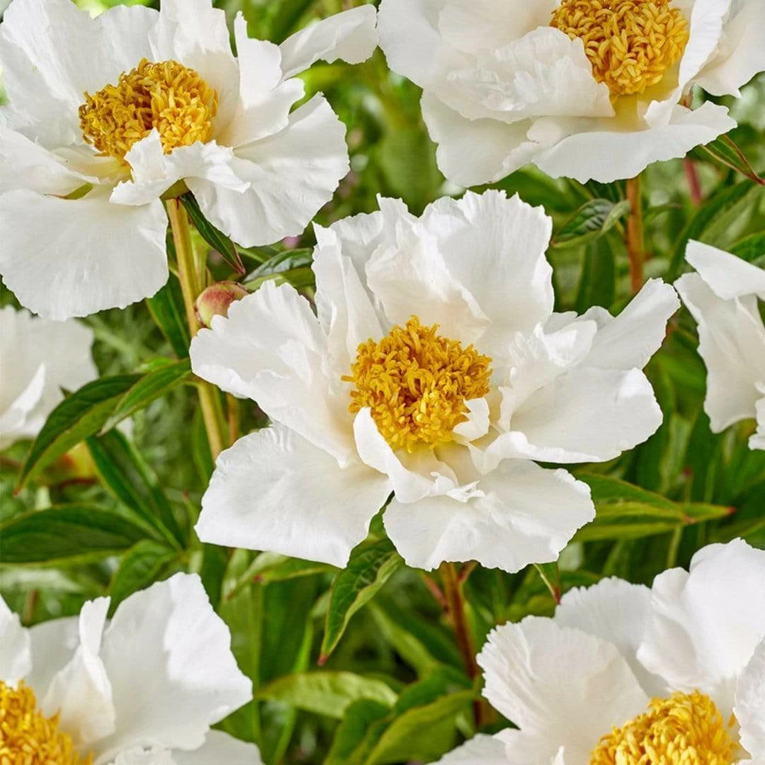 Roots Plants Peony 'Krinkled White' | 3L Pot 5 Roots Plants Peony 'Krinkled White' | 3L Pot