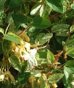 Roots Plants Honeysuckle 'Mint Crisp' | Lonicera Japonica | On A 90cm Cane In A 3L Pot