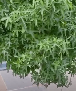 Roots Plants Sweetgum Tree | Liquidambar Styraciflua 'Worplesdon' 15 Roots Plants Sweetgum Tree | Liquidambar Styraciflua 'Worplesdon'