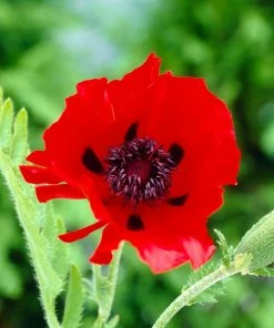 Roots Plants Papaver Orientalis 'Beauty Of Livermere'